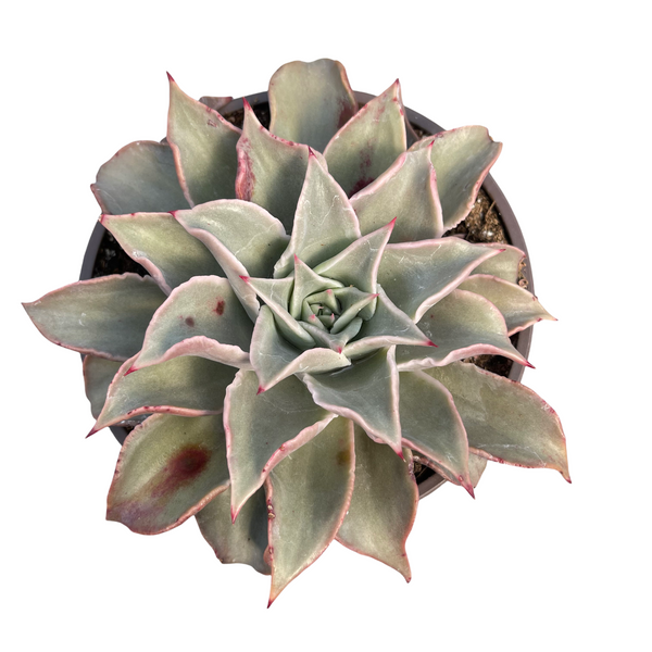 madiba succulent Echeveria Madiba