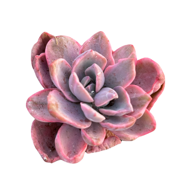 Echeveria Mrs. Richards Variegata