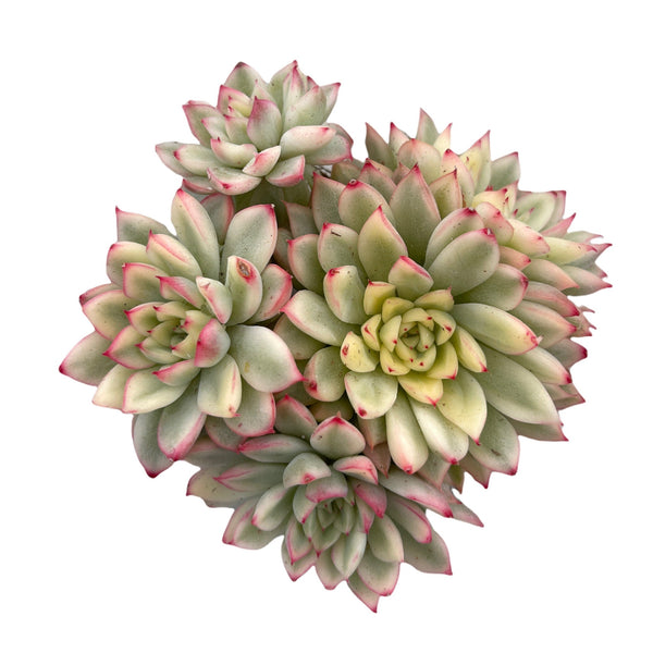 mebina succulent Echeveria Mebina Variegata