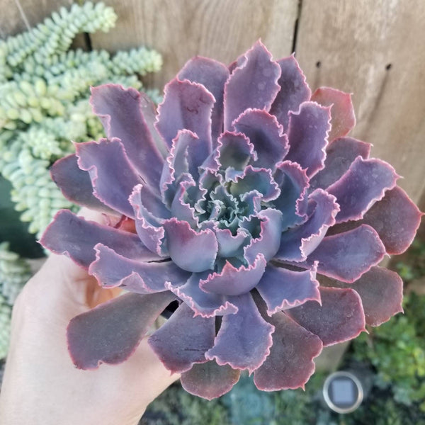 succulent neon breaker Echeveria Neon Breaker