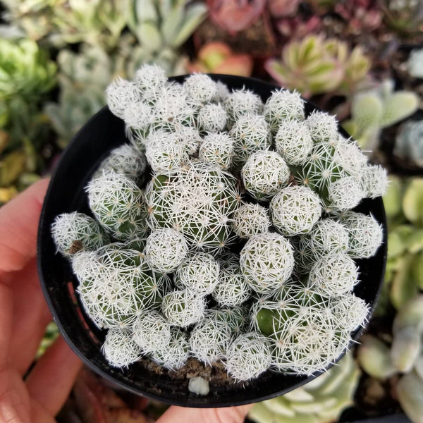 thimble succulent Cactus Mamillaria Thimble Cactus