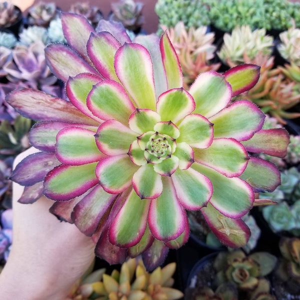 aeonium mardi gras succulent Aeonium Mardi Gras
