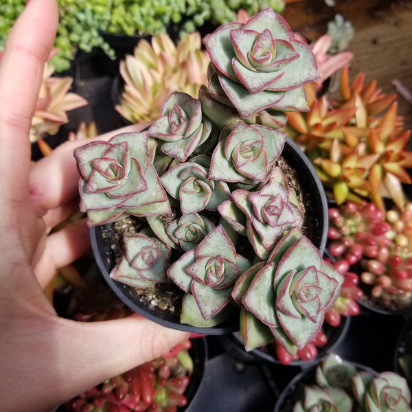 Crassula Perforata 'String of Buttons'