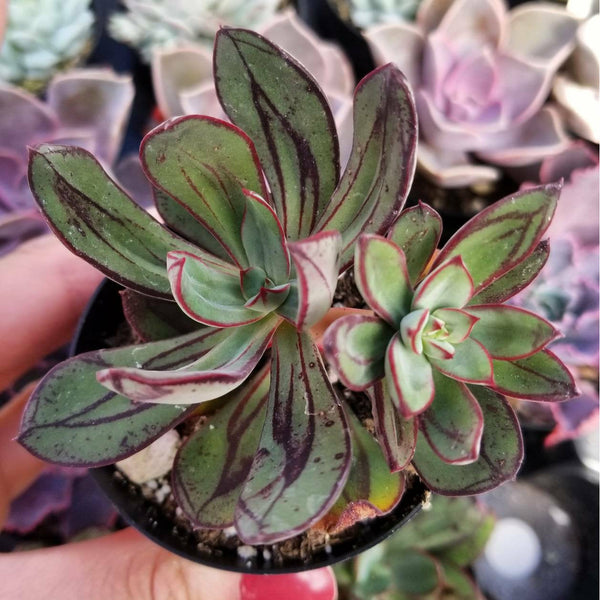 nodulosa succulent Echeveria Nodulosa