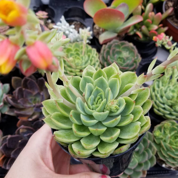 chilean succulents Echeveria Lime n' chili