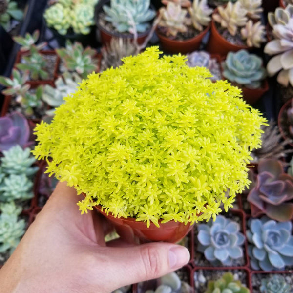 succulent tokyo sun Sedum Tokoyo Sun Succulent ground cover