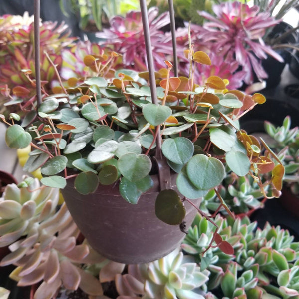 peperomia ruby cascade succulent plant Peperomia Ruby Cascade