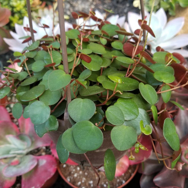 ruby cascade succulent Peperomia Ruby Cascade