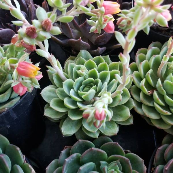 lime n chile succulent Echeveria Lime n' chili