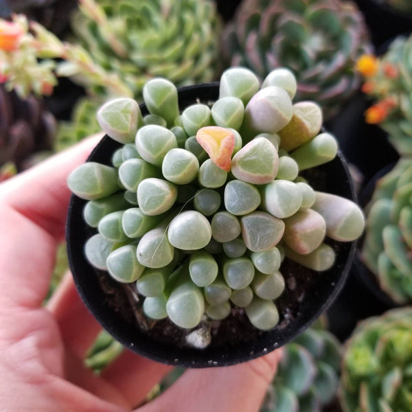 Fenestraria rhopalophylla - Baby Toes