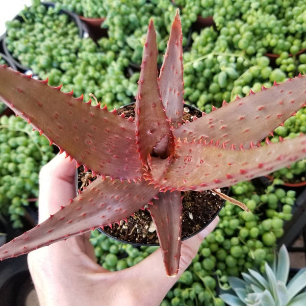 aloe vera plant red Aloe Ajr - Red Dwarf Aloe