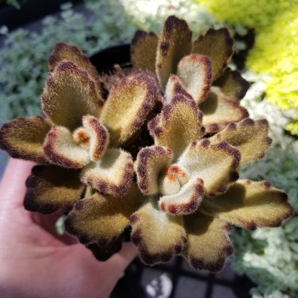 succulent teddy bear Kalanchoe Teddy Bear