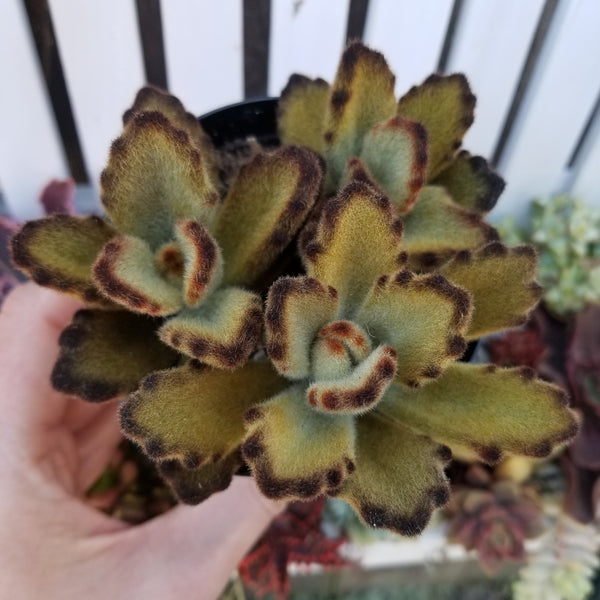 teddy bear succulent plant Kalanchoe Teddy Bear