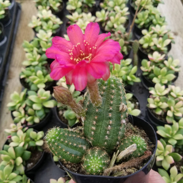 Cactus Rose Quartz