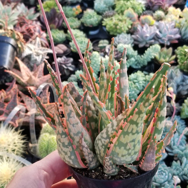 aloe piranha Aloe Karakota