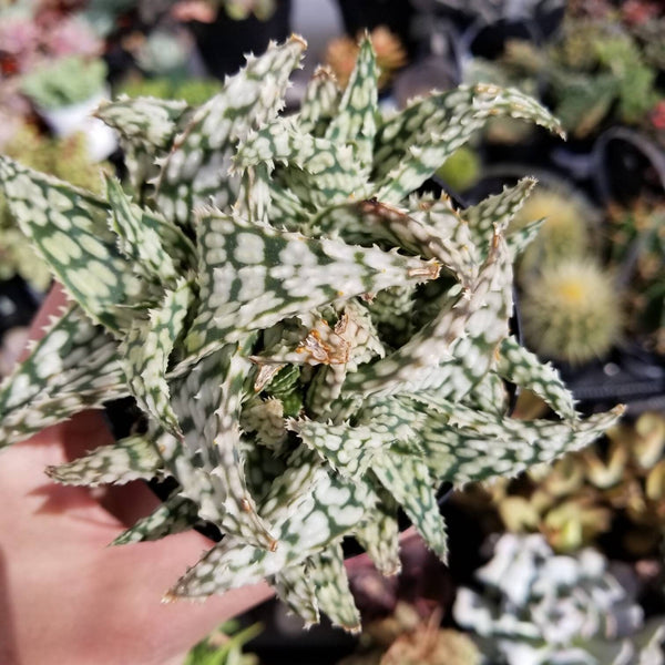 snowfall succulent Aloe Snow Storm