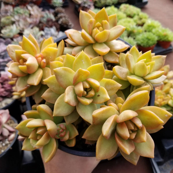 Sedum Adolphii Golden Sedum - Succulent Sunset Designs