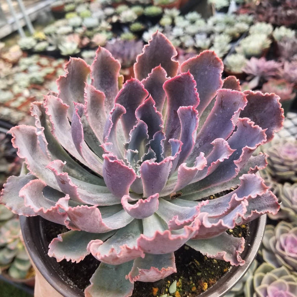 succulent neon breaker Echeveria Neon Breaker