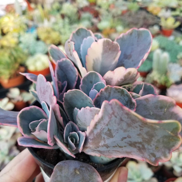 lavender succulent plant Kalanchoe Lavender Scallops variegata