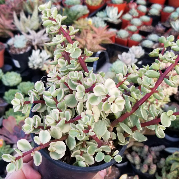 rainbow jade plant Portulacaria afraid variegata- mini jade, rainbow bush