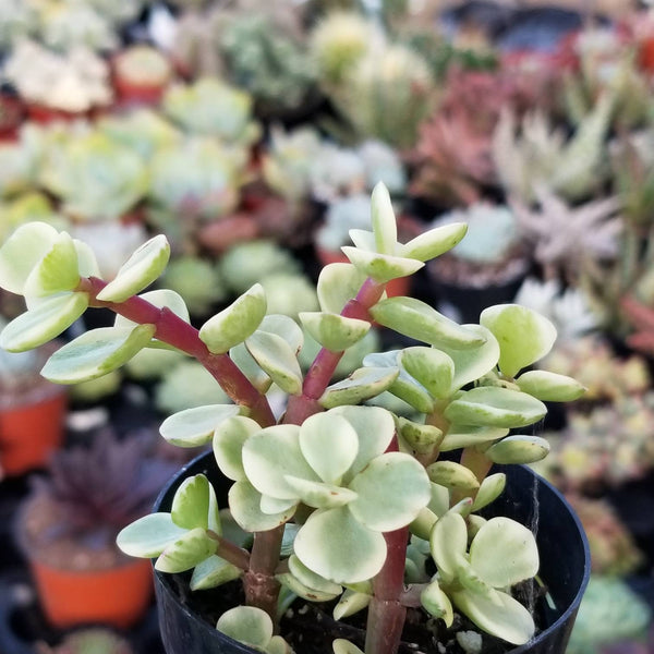 rainbow bush jade plant Portulacaria afraid variegata- mini jade, rainbow bush