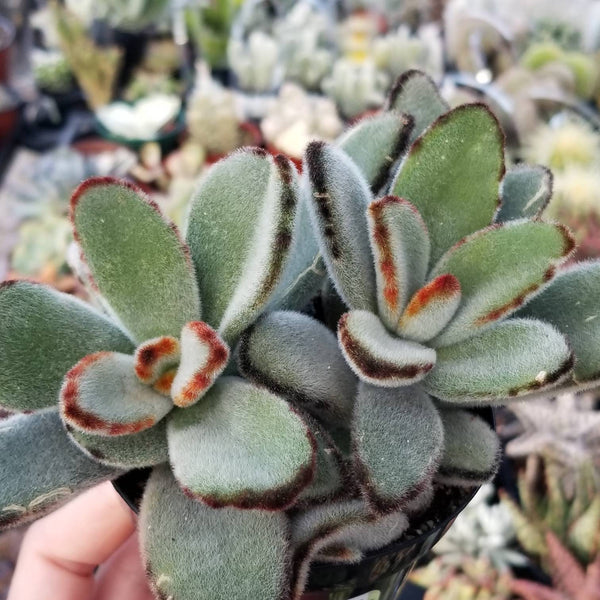 black tie succulent Kalanchoe Bow Tie