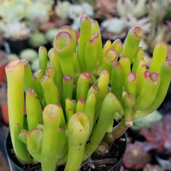 ogre ears succulent Crassula Ovata Gollum