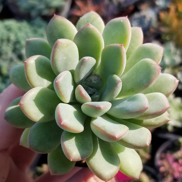 claire succulent Pachyveria Claire