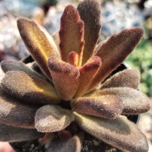 brown fuzzy succulent Kalanchoe Tomestosa Golden Girl