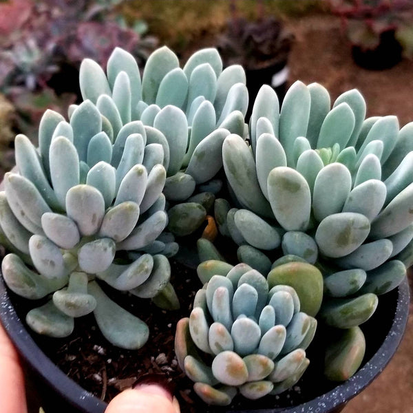 blue belle succulent Pachyveria Blue Belle