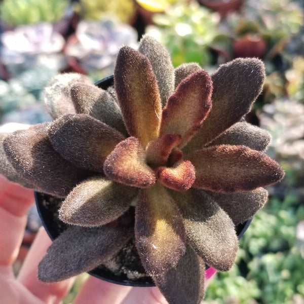 brown succulent Kalanchoe Tomestosa Golden Girl