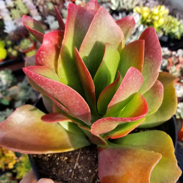 fire succulents Kalanchoe Dragon Fire