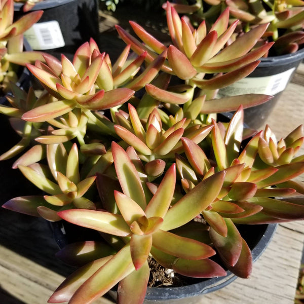 sedum adolphii firestorm succulent Sedum Adolphii Firestorm