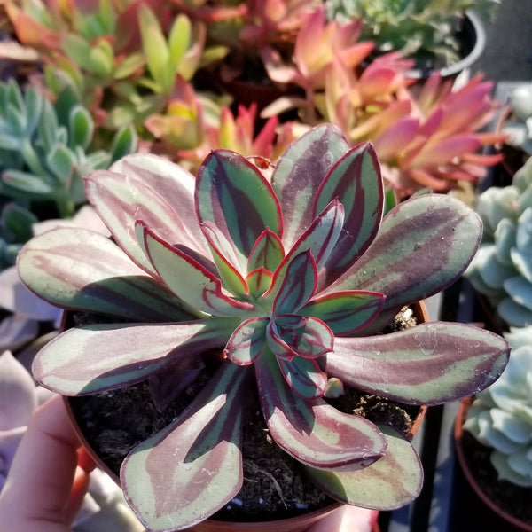 echeveria nodulosa succulent Echeveria Nodulosa