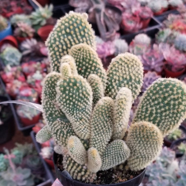 Cactus BUNNY ears- opuntia microdasys