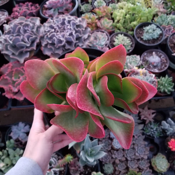 fire succulent Kalanchoe Dragon Fire