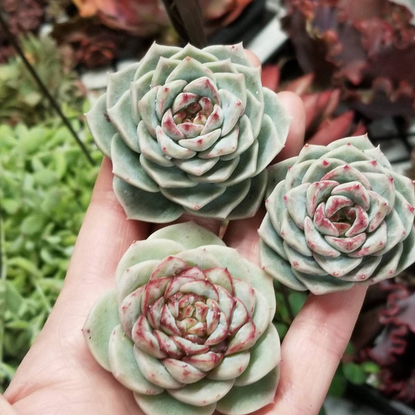 echeveria red velvet succulent Rare new imports Echeveria Red Velvet