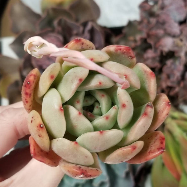 large pink succulents Rare Import Echeveria Glam Pink large