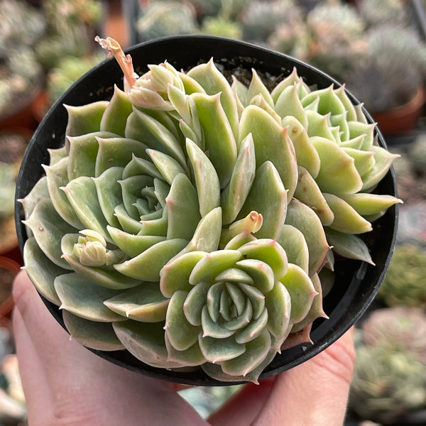 onslow succulent Import Echeveria Pink Onslow Hybrid
