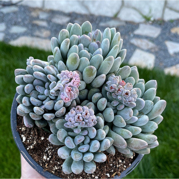 blue pearl succulent plant Pachyveria Blue Belle
