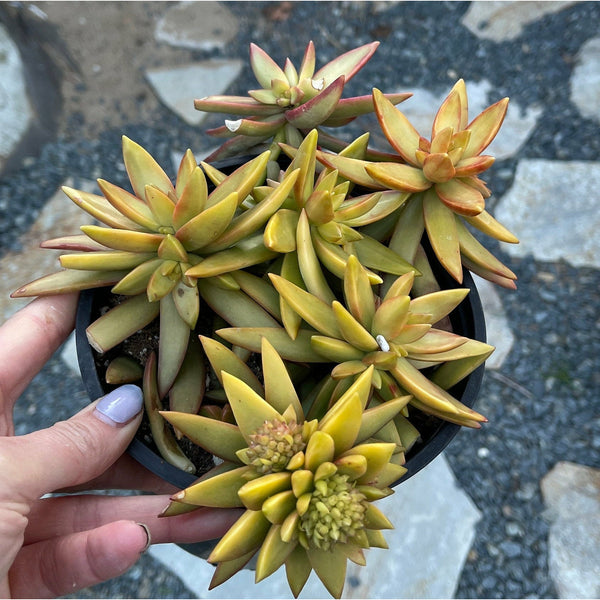 Sedum Adolphii Firestorm