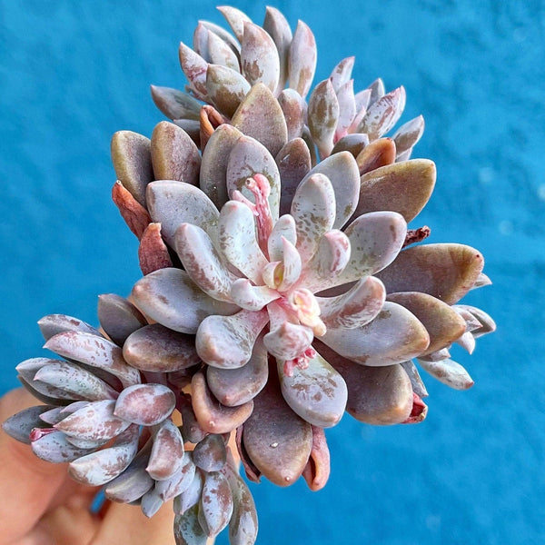 cedar creek succulents Import Pachyveria Sugar Jelly