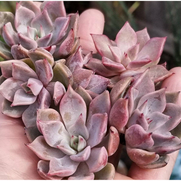 changhee succulent Import New Pink Mexensis Zaragosa hybrid - Changhee