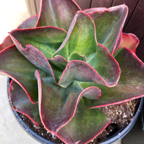 Echeveria Big Red | Large Full Sun Succulent | Large Echeveria | Deser