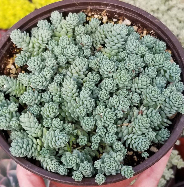 major succulent Sedum Dasyphyllum Major