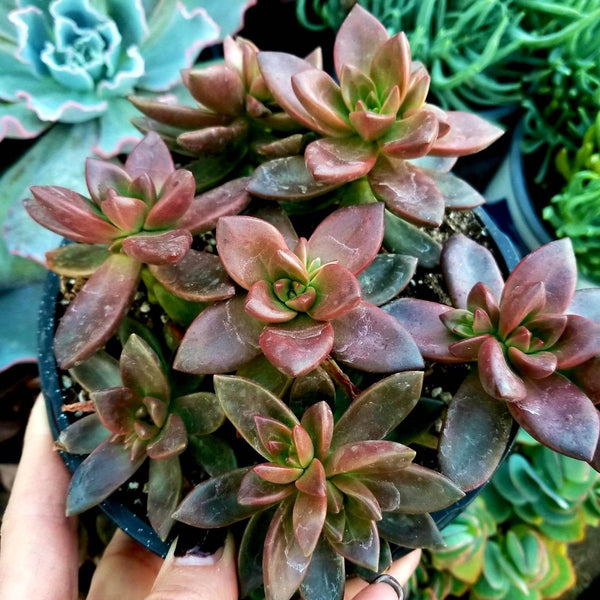 sedeveria starburst succulent Sedeveria Sorrento | 1 gallon Plant | Full Sun Succulent
