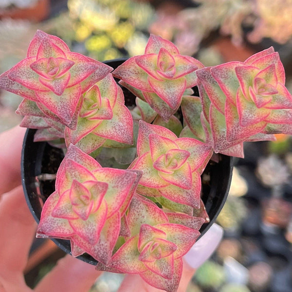 button jade plant Crassula Perforata Variegated String of Buttons