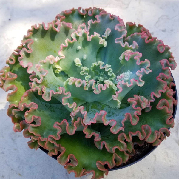 sea dragon succulent Echeveria Sea Dragon
