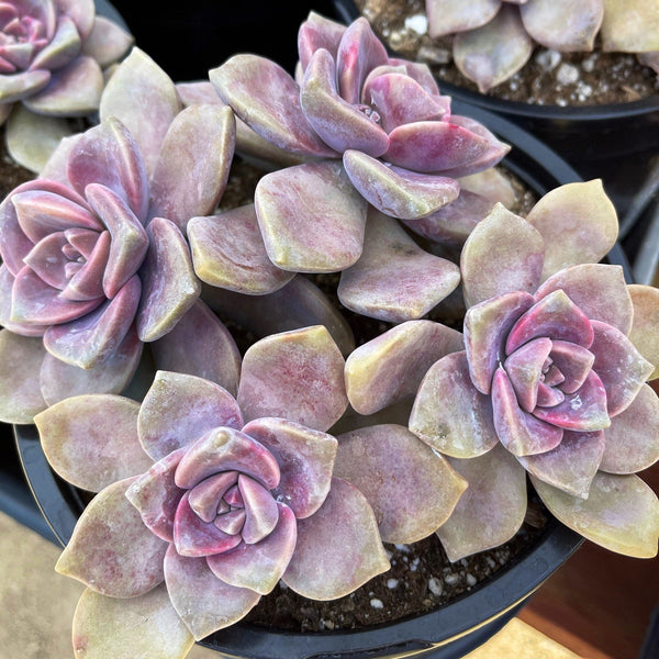 purple delight succulent Graptopetalum Purple Delight