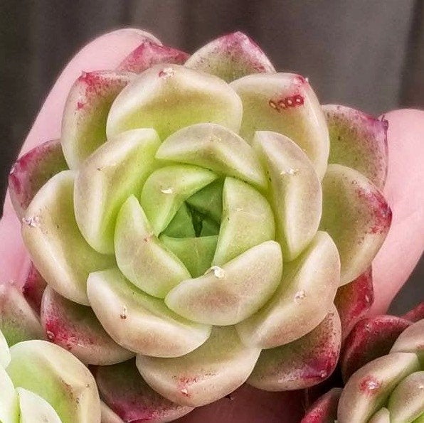imported succulents Import Hughmillus x Ebony hybrid